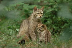 Кавказки горски котка